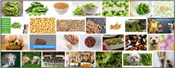 I cani possono mangiare semi di soia? Potenti abitudini da padroneggiare per nutrirli