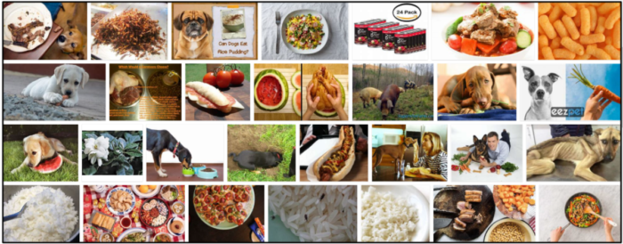 Můžou psi jíst jasmínovou rýži? Podívejte se na naše odborné rady