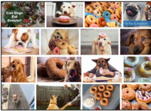 Os cães podem comer rosquinhas? Um guia com fontes para ler sobre