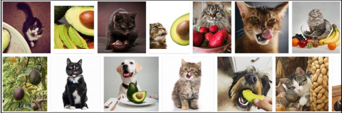 Můžou kočky jíst avokádo? Zjistěte pravdu o avokádu