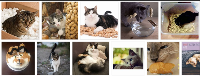 Můžou kočky jíst arašídové máslo? Je arašídové máslo pro kočky nebezpečné?