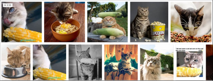 Gatos podem comer milho? O milho é seguro para gatos?