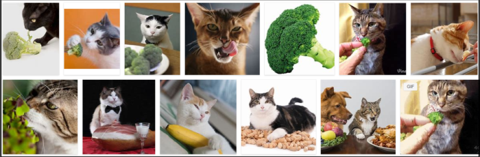 Gatos podem comer brócolis? A verdade sobre os brócolis