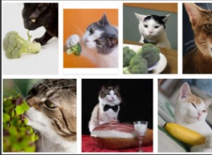 Můžou kočky jíst brokolici? Pravda o brokolici