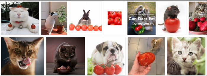 Kan katter äta tomater? Gillar katter tomater?