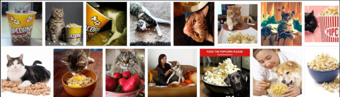 猫はポップコーンを食べることができますか？あなたがそれを読むときあなたは驚かれることでしょう 