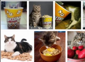 Kunnen katten popcorn eten? Je zult verrast zijn als je het leest