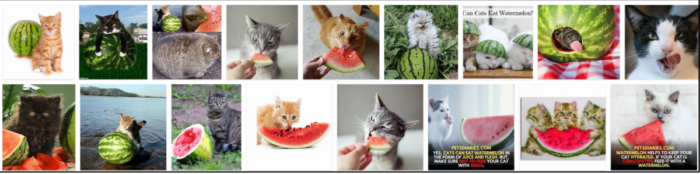 Kunnen katten watermeloen eten? Ontdek de waarheid