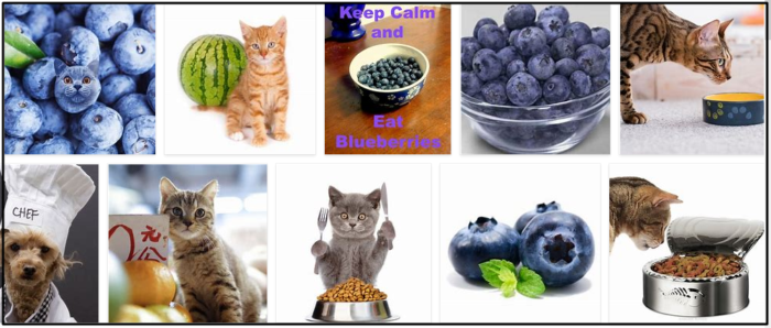 Kan katter äta blåbär? Lär dig om fördelarna med blåbär