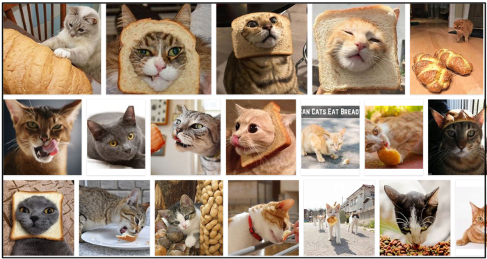 猫はパンを食べることができますか？真実を見つけます 