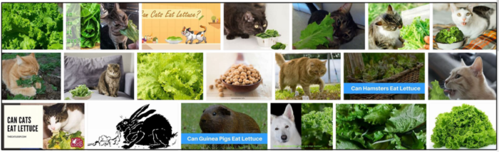 Můžou kočky jíst salát? Některé pravdy a lži odhalené