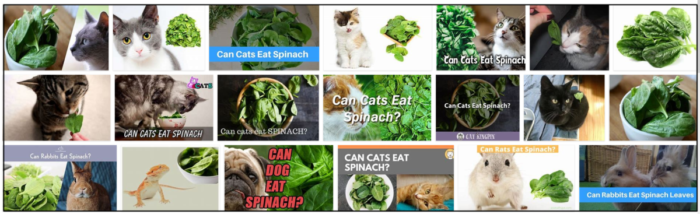 I gatti possono mangiare gli spinaci? I vantaggi degli spinaci