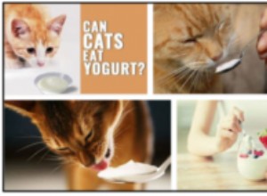 Kunnen katten yoghurt eten? Leer de ongelooflijke waarheid