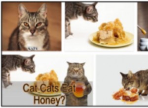 고양이가 꿀을 먹을 수 있습니까? 진실 찾기