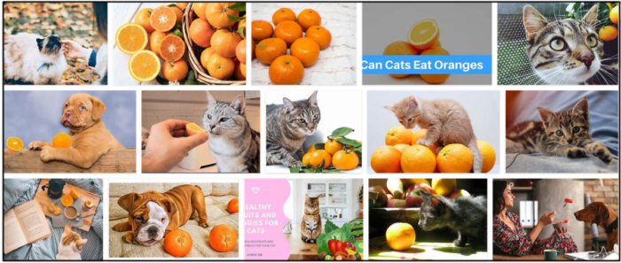 고양이가 오렌지를 먹을 수 있습니까? 믿을 수 없는 진실 찾기