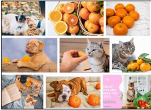 Můžou kočky jíst pomeranče? Zjistěte neuvěřitelnou pravdu
