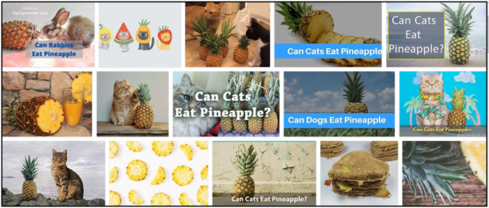 Kan katter äta ananas? Upptäck The Mysterious Pineapple