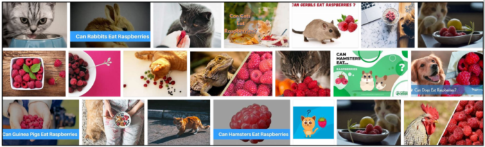 Les chats peuvent-ils manger des framboises ? Découvrez l incroyable vérité sur les framboises