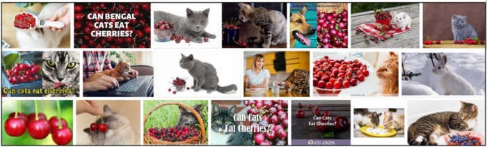 Gatos podem comer cerejas? Os gatos gostam de cerejas?