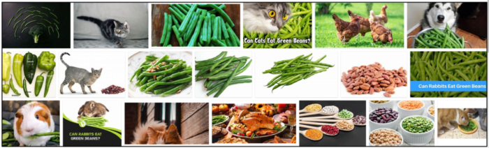 Mohou kočky jíst zelené fazolky? Mají ptáci rádi zelené fazolky?