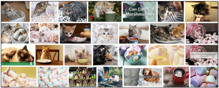 Kunnen katten marshmallows eten? Wees voorzichtig voordat u uw kat voert