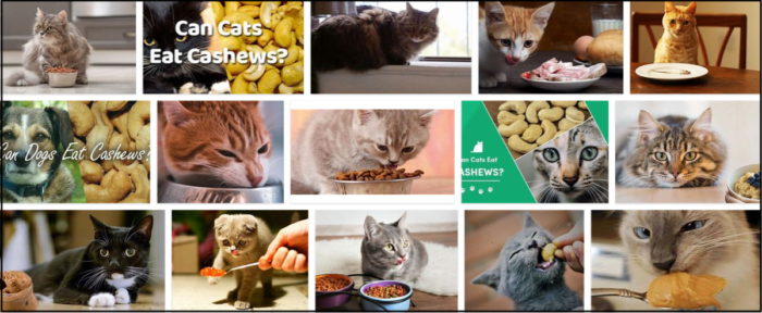 I gatti possono mangiare gli anacardi? I vantaggi degli anacardi