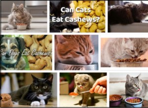 Kunnen katten cashewnoten eten? De voordelen van cashewnoten