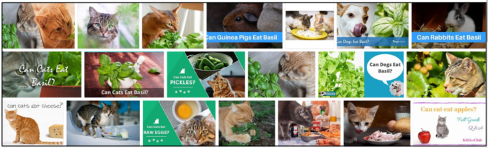 Kan katter äta basilika? Lär dig alla fördelar med basilika