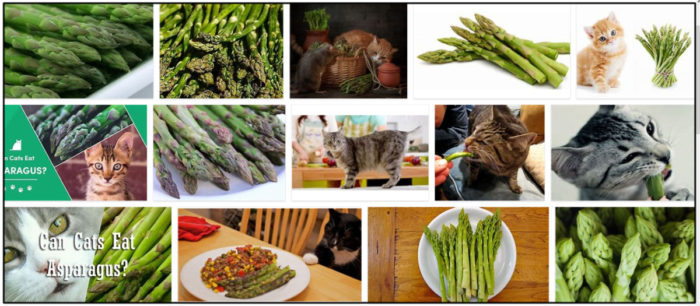 I gatti possono mangiare gli asparagi? Non crederai quando lo leggerai