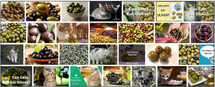 I gatti possono mangiare le olive? Ai gatti piacciono anche le olive?