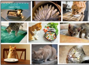 Můžou kočky jíst sardinky? Opravdu kočky milují sardinky?