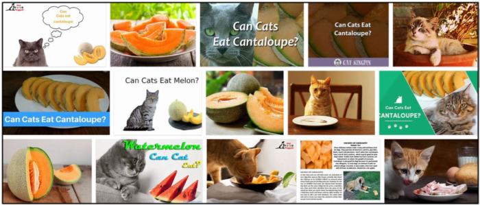 Les chats peuvent-ils manger du cantaloup ? Obtenez le scoop ici !