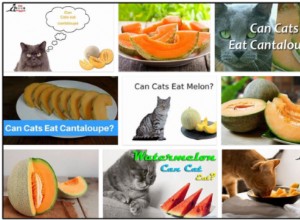 Mohou kočky jíst meloun? Získejte scoop zde!