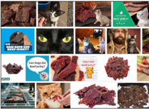 Mohou kočky jíst hovězí maso? Zjistěte nyní pravdu