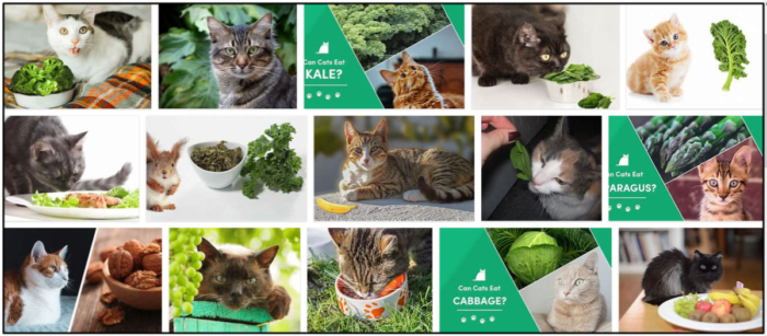 Kan katter äta grönkål? Lär dig alla fördelarna med Kale