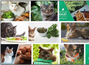 Mohou kočky jíst kapustu? Naučte se všechny výhody Kale