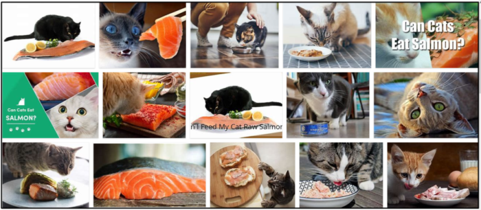 Gatos podem comer salmão? Saiba mais sobre todos os benefícios dos peixes