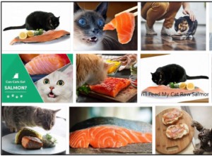 Gatos podem comer salmão? Saiba mais sobre todos os benefícios dos peixes