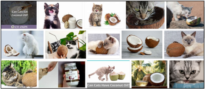 Gatos podem comer coco? Alimentar seu gato com alimentos saudáveis ​​é fácil