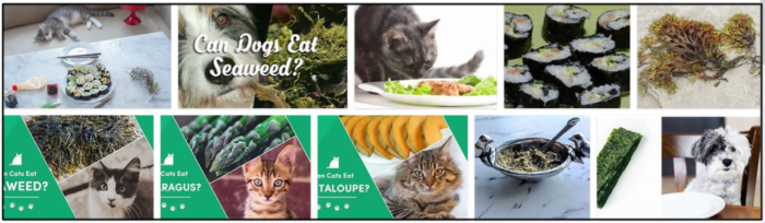 Kan katter äta sjögräs? Kommer din katt till och med njuta av sjögräs