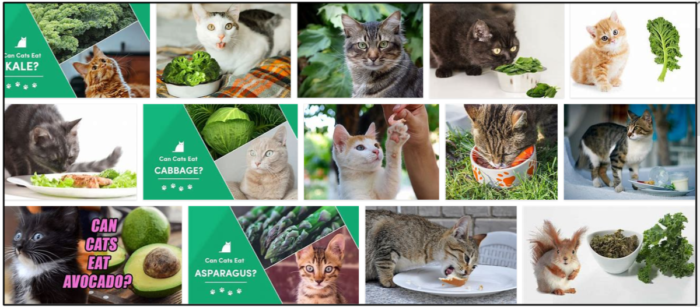 Kan katter äta grönkål? Ta reda på alla fördelar med Kale