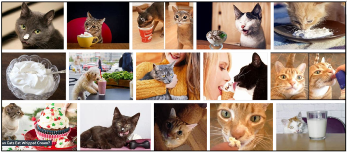 고양이가 휘핑크림을 먹어도 되나요? 고양이 친구에게 유제품을 주는 것이 안전한가요?