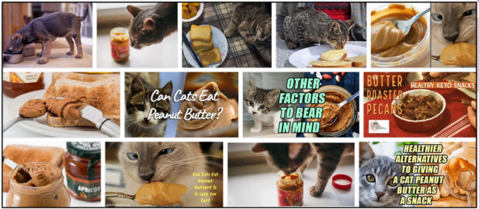 Kan katter äta smör? Upptäck om smör är säkert för dina kattvänner