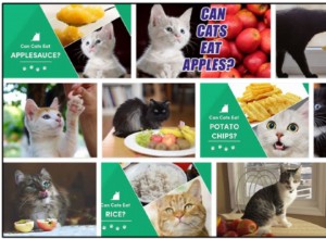 Můžou kočky jíst jablečný pyré? Je to bezpečné pro vaše kočičí kamarády?