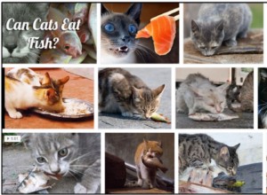 Můžou kočky jíst ryby? Líbí se jim to nebo ne