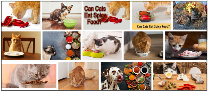고양이가 매운 음식을 먹을 수 있습니까? 믿을 수 없는 진실에 대해 알아보십시오