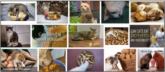 猫はサツマイモを食べることができますか？それはあなたの猫の友達に良いですか 