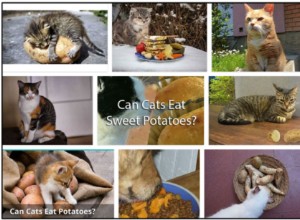 Mohou kočky jíst sladké brambory? Je to dobré pro vaše kočičí kamarády