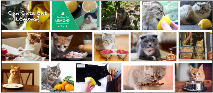 Můžou kočky jíst citron? – Přečtěte si šokující odpověď