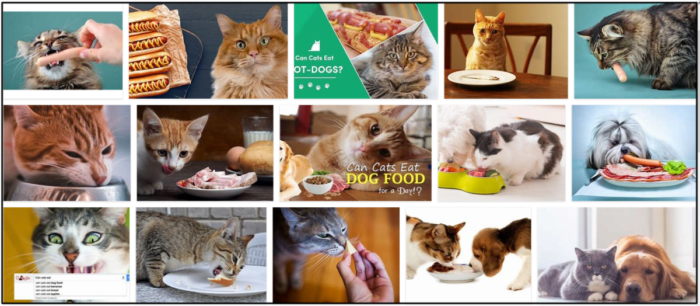 Kan katter äta varmkorv? Ta reda på den otroliga sanningen